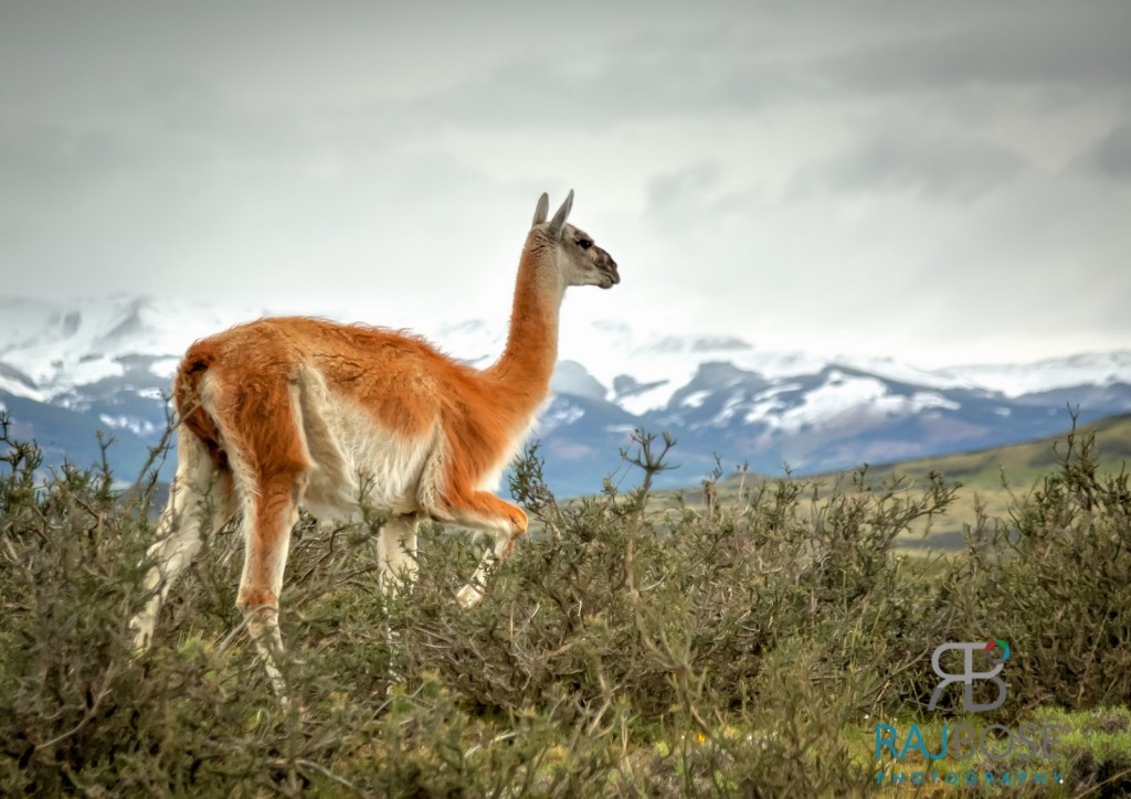 Wild Guanoco, Torres Del Paine National Park