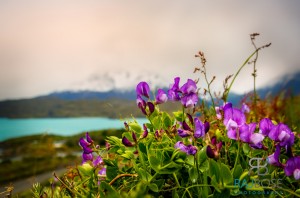 Unique Flora in Torres del Paine