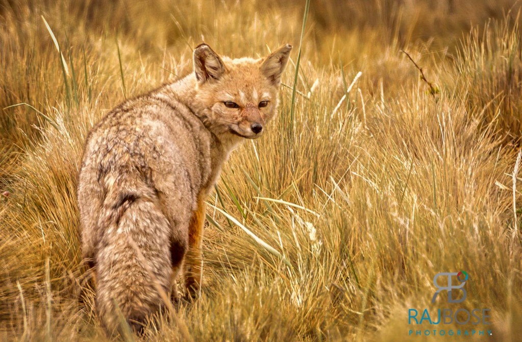 Patagonian red fox (Dusicyon culpaeus)Torres Del Paine National Park
