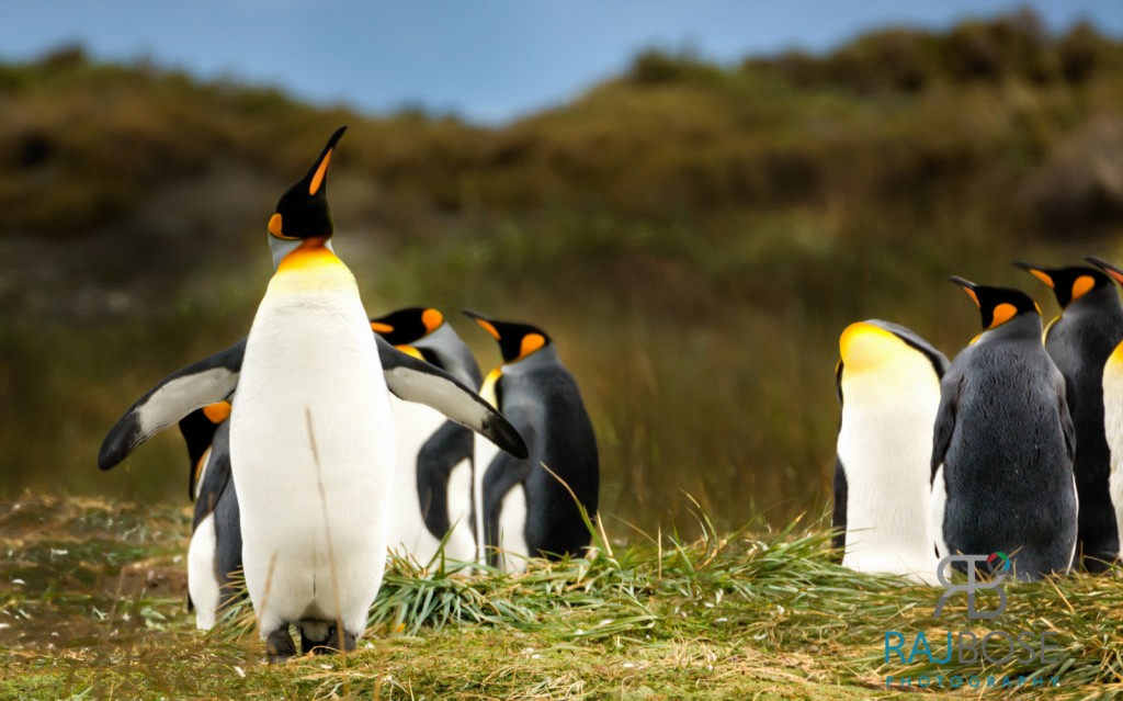 Majestic King Penguins at Parque Pinguino Rey, Tierra del Fuego
